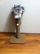 Когтеточки